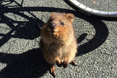 quokka